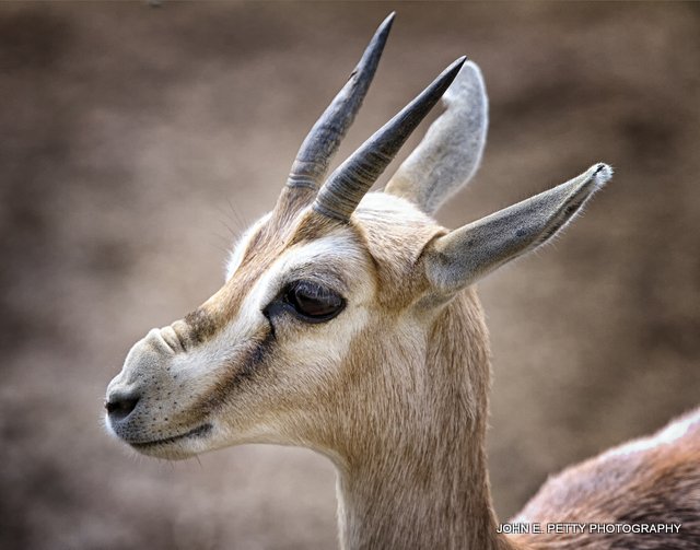Dik Dik_MG_9945.jpg
