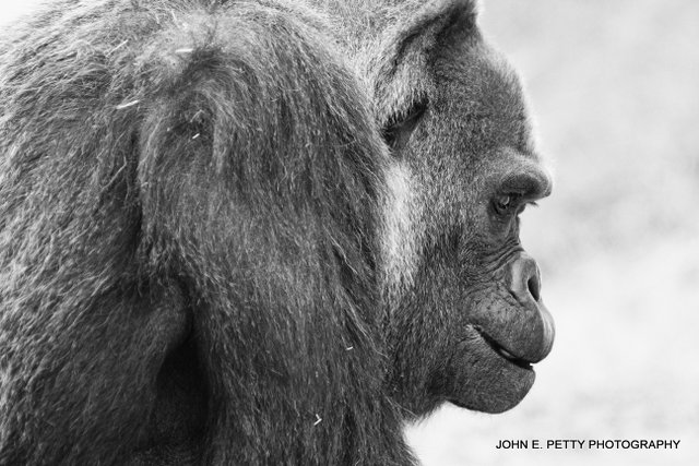 Pondering  _MG_9508.jpg