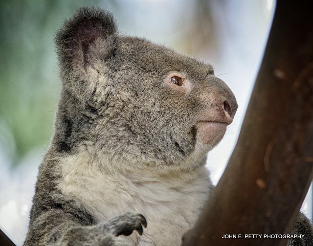 koala bear_MG_0004.jpg