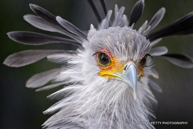 Secretary Bird_IMG_0050.jpg