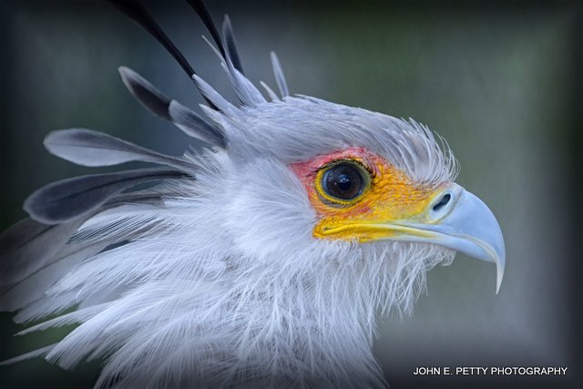 Secretary Bird_MG_0049.jpg