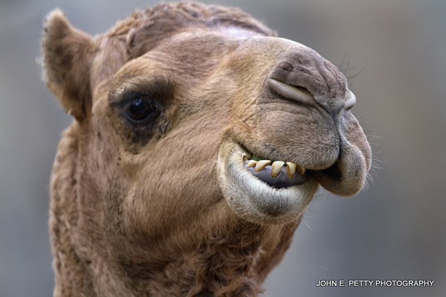 Smile_MG_0076.jpg