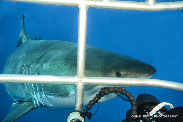Through the bars IMG_0211.jpg