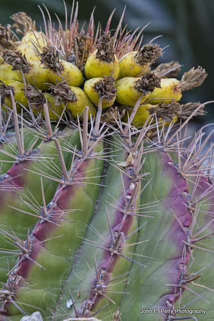 Cactus _MG_3666.jpg
