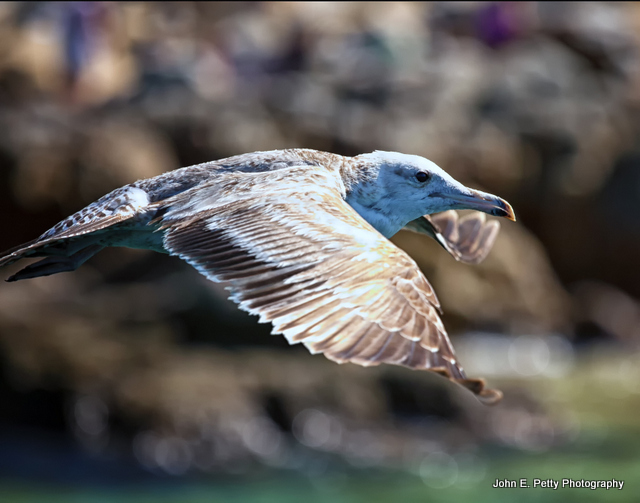 Flying Low IMG_0251.jpg
