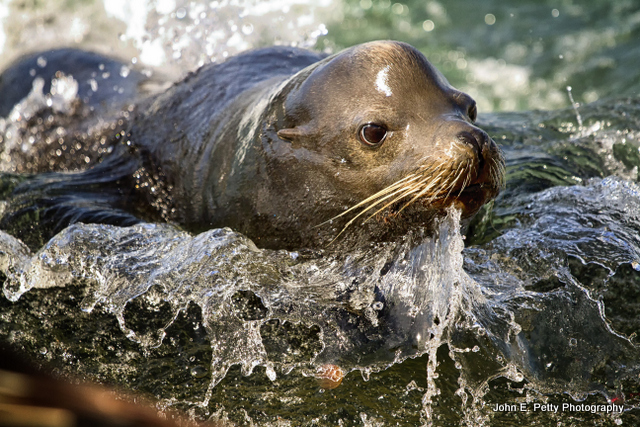 Rushing in _MG_3598.jpg