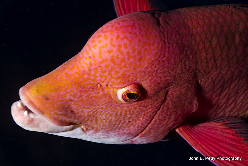 Mexican Hogfish final _MG_3995.jpg