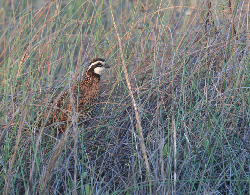 Northern Bobwhite (Port Aransas)