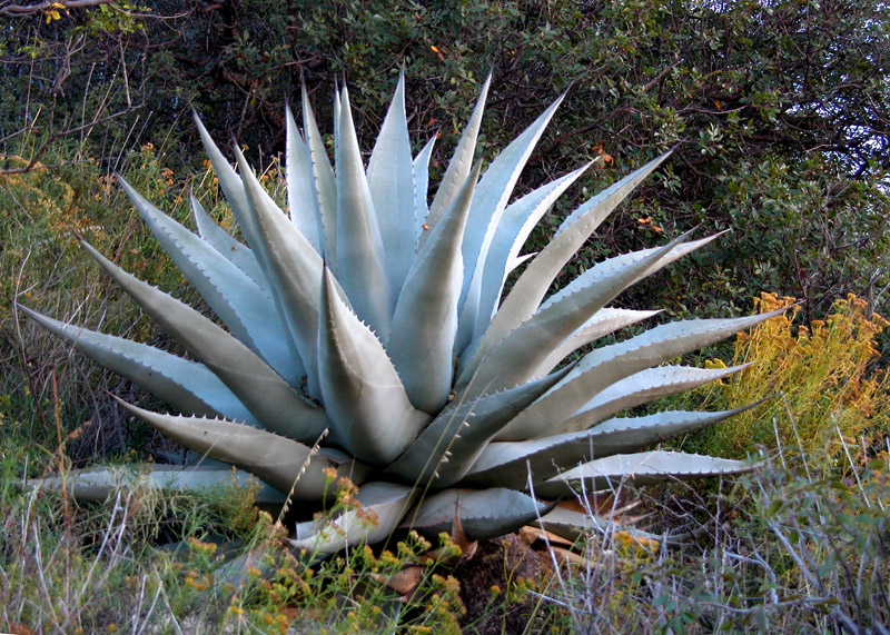 Century Plant