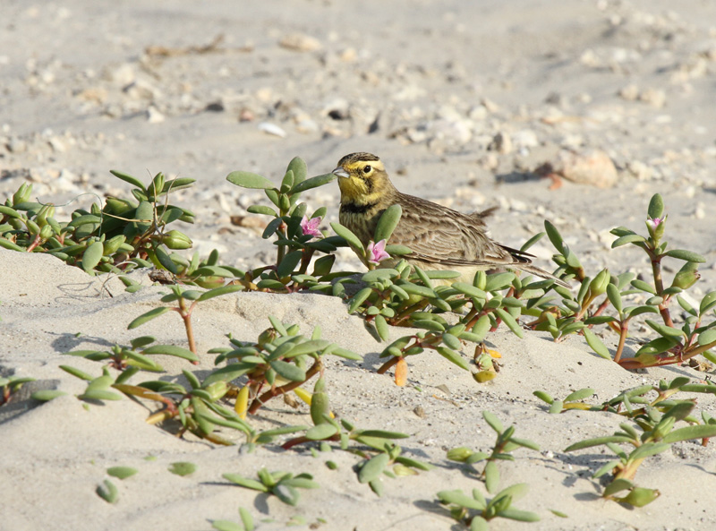 Horned Lark