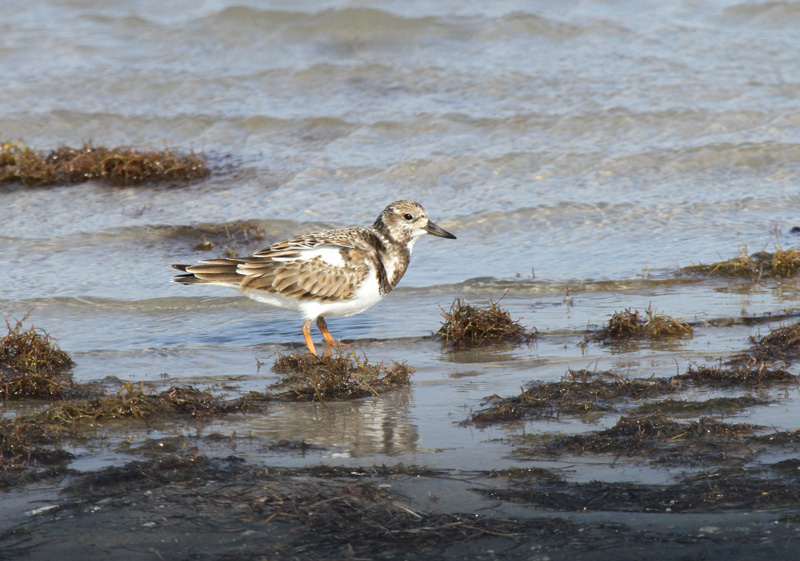 Ruddy Turnstone