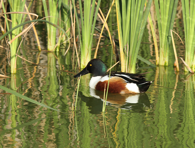 Northern Shoveler, Birding Center