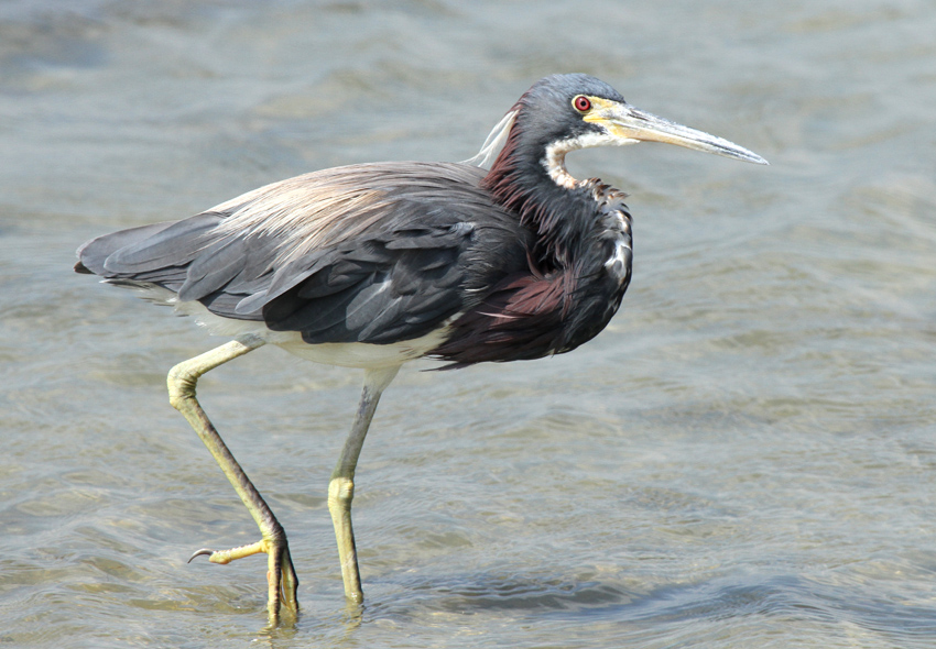 Tri-colored Heron, Packery Channel