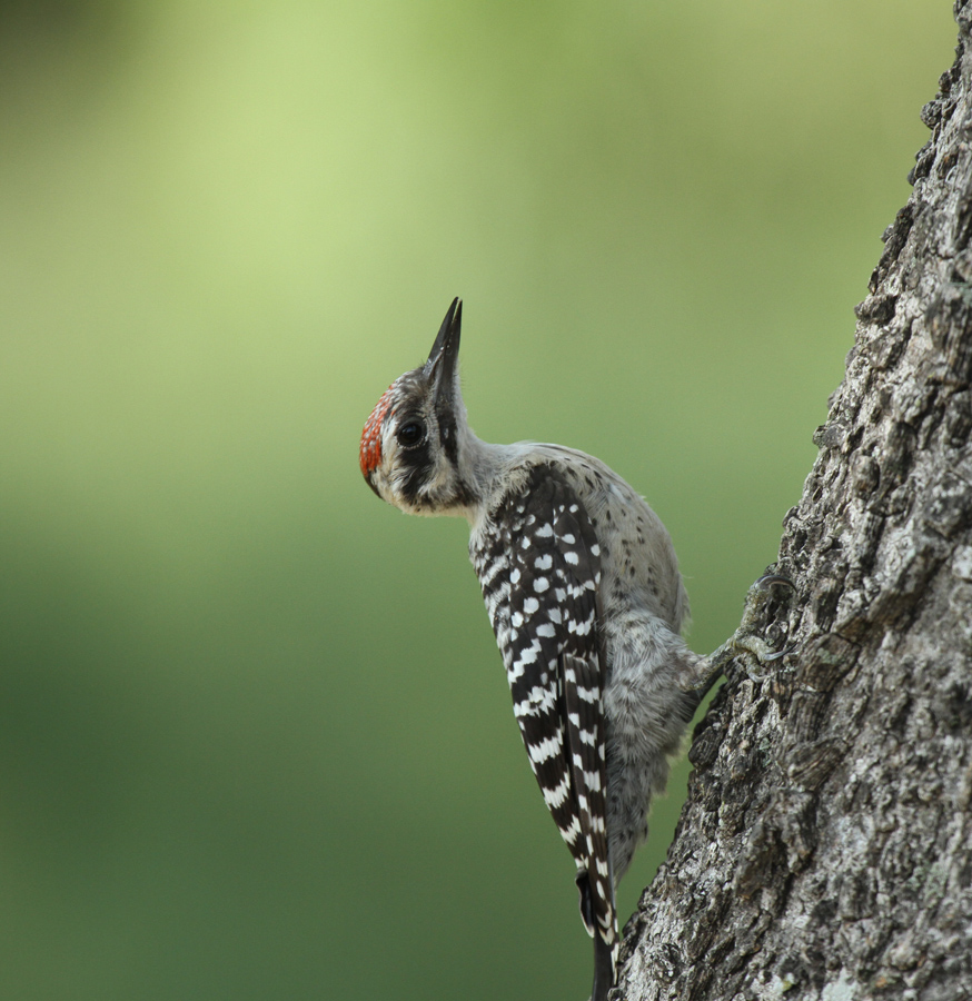 Lynns Ladderback Woodpecker, Hazel-Bazemore