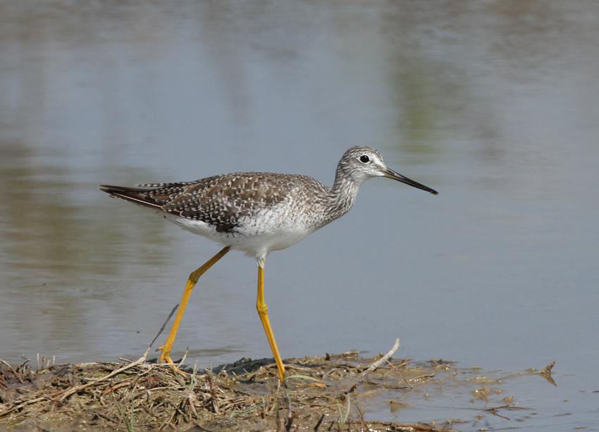 Lesser Yellowlegs, Hazel-Bazemore 