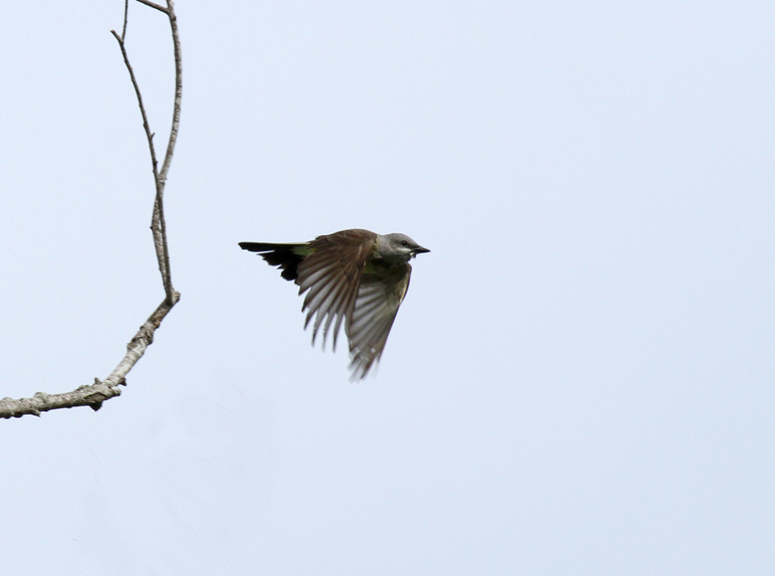 Western Kingbird, Crescent Bend Park