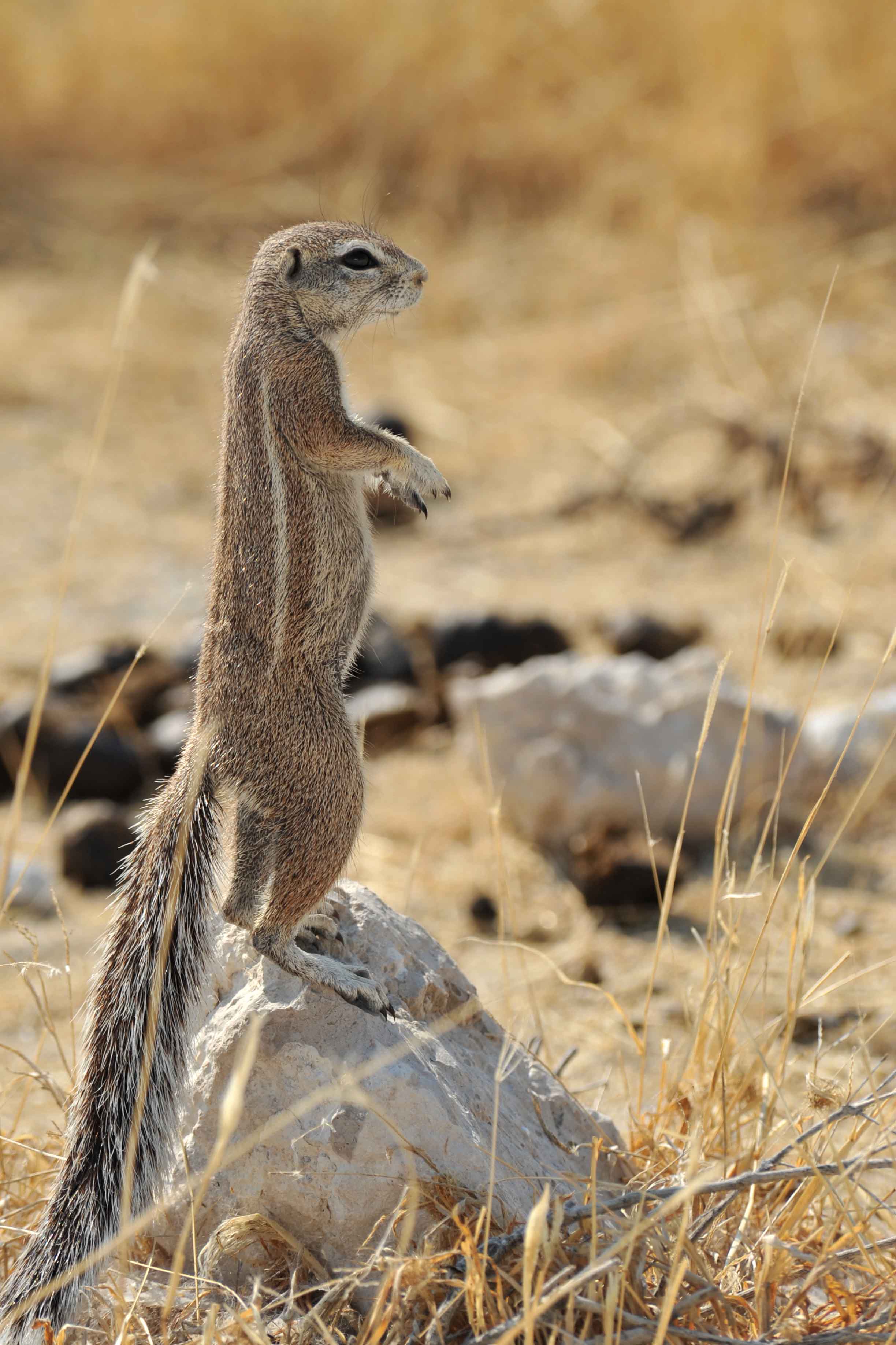 Ground squirel