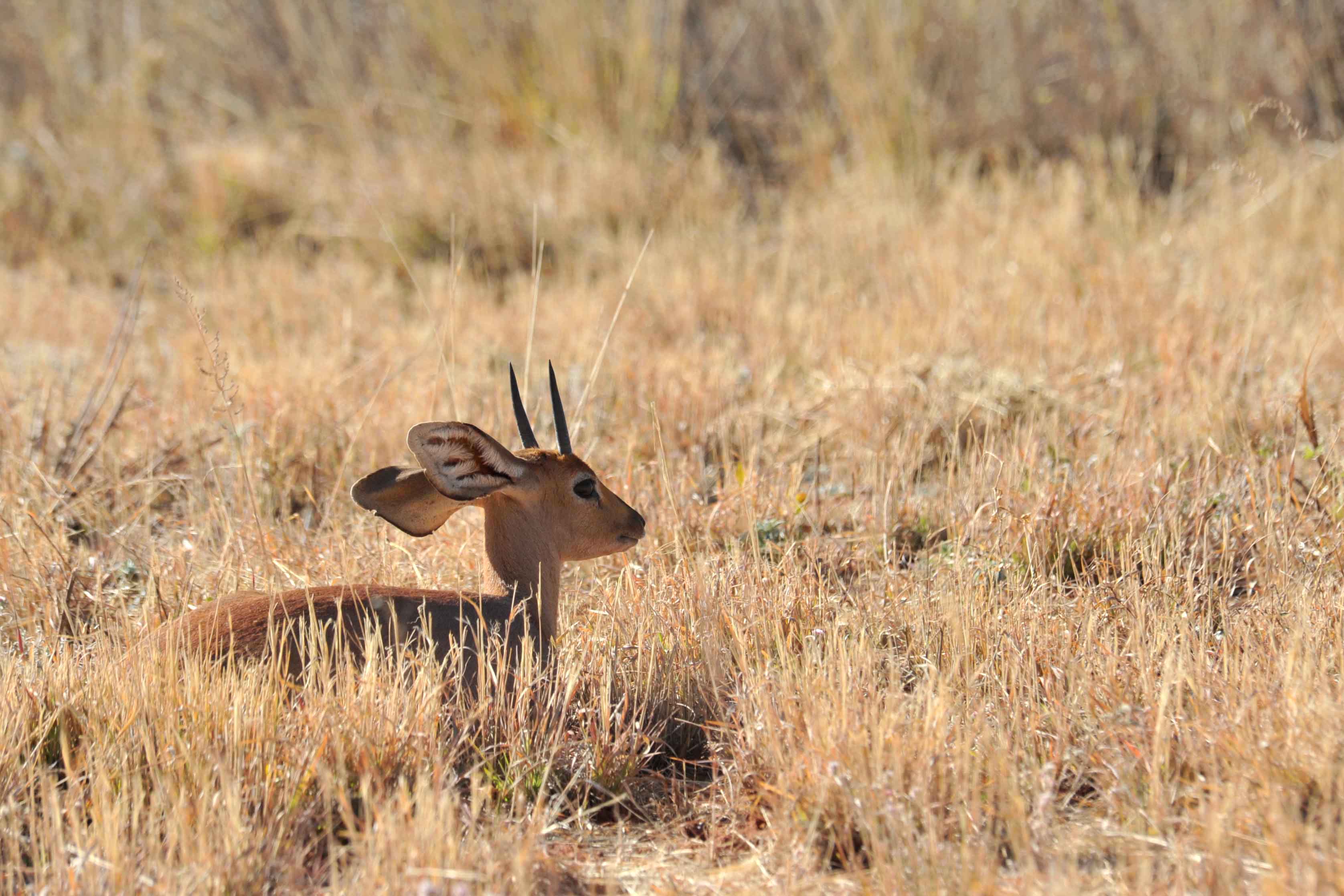 Steenbok
