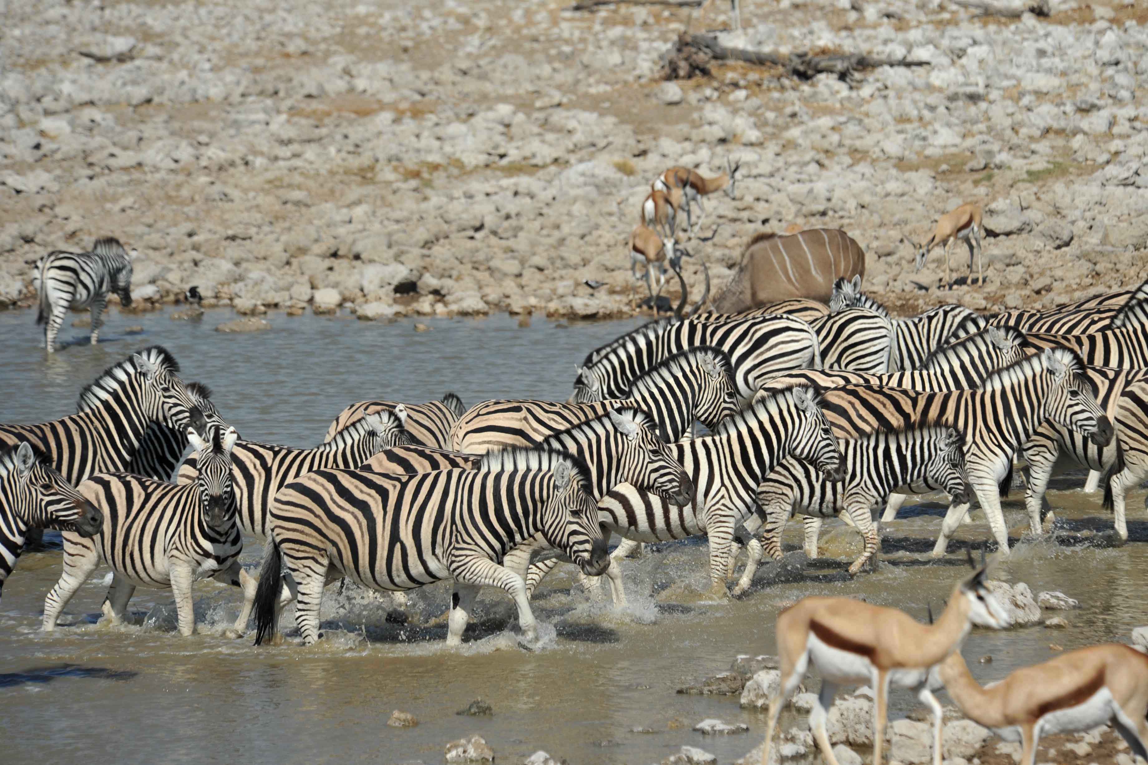 Burchells zebra - Zbres de Burchell