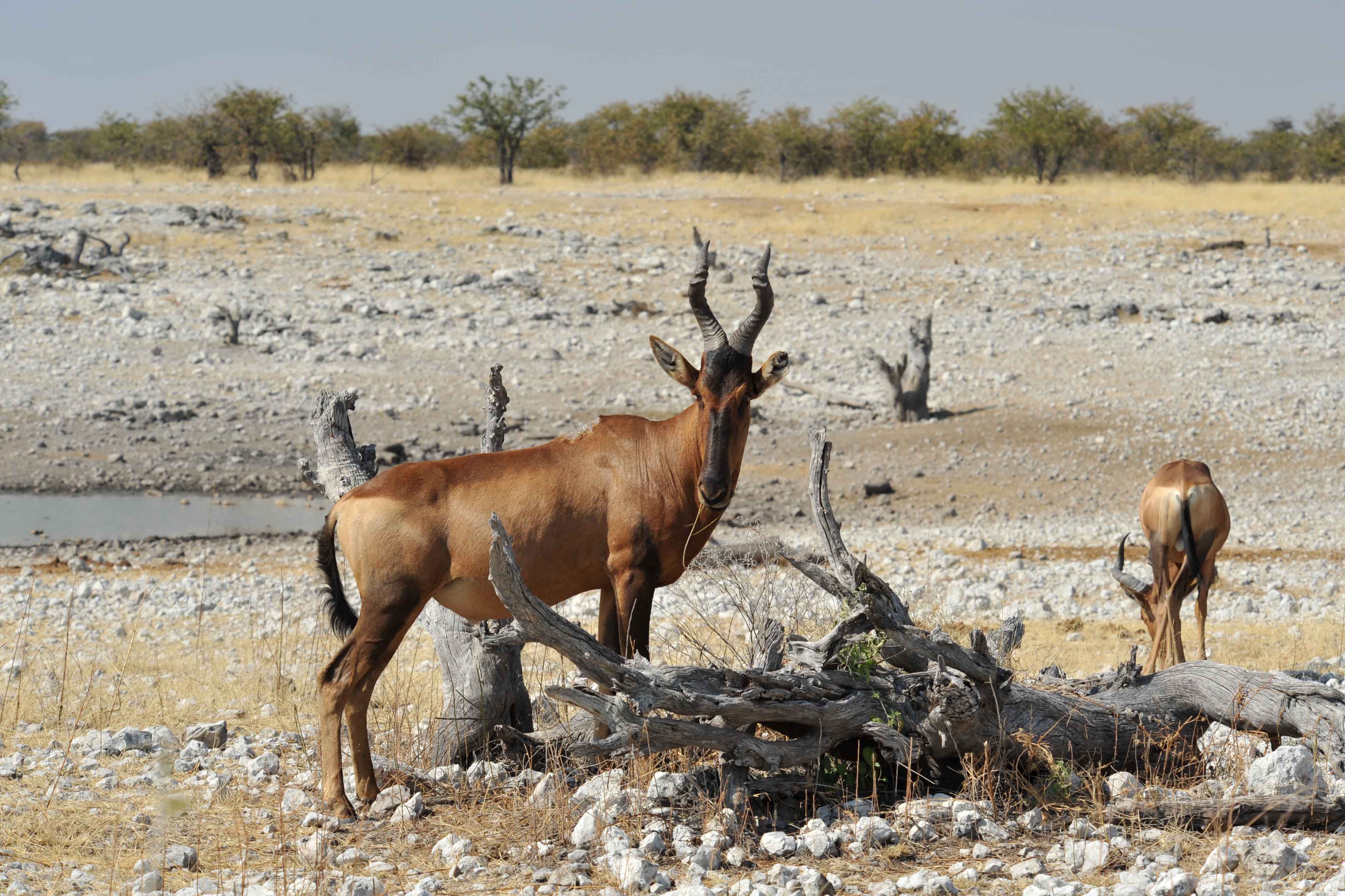 Bubale rouge / Red Hartebeest