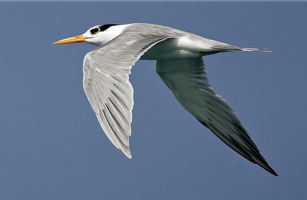 Tern Lesser Crested_resize.jpg