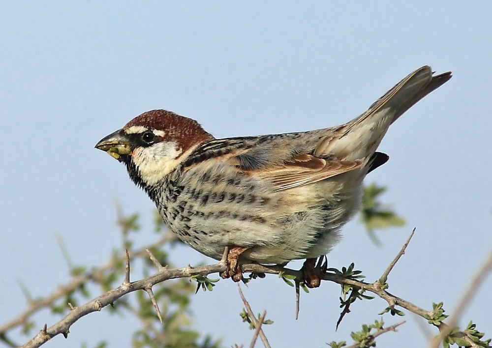 Spanish Sparrow