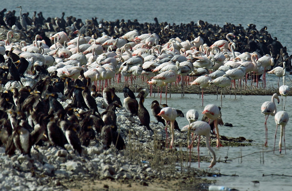 Flamingo