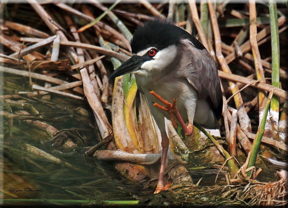 Night Heron