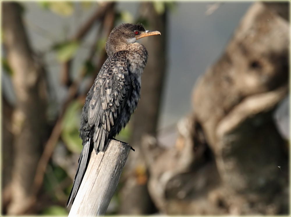 Cormorant Long Tailed