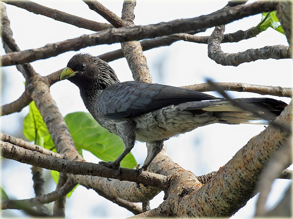 Eastern Grey Plantain Eater