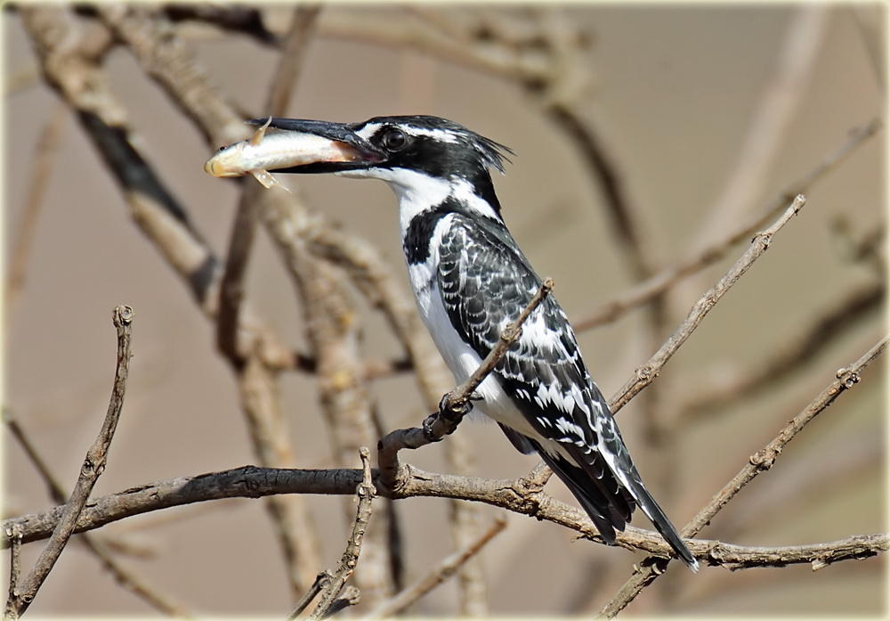 Kingfisher Pied Fish