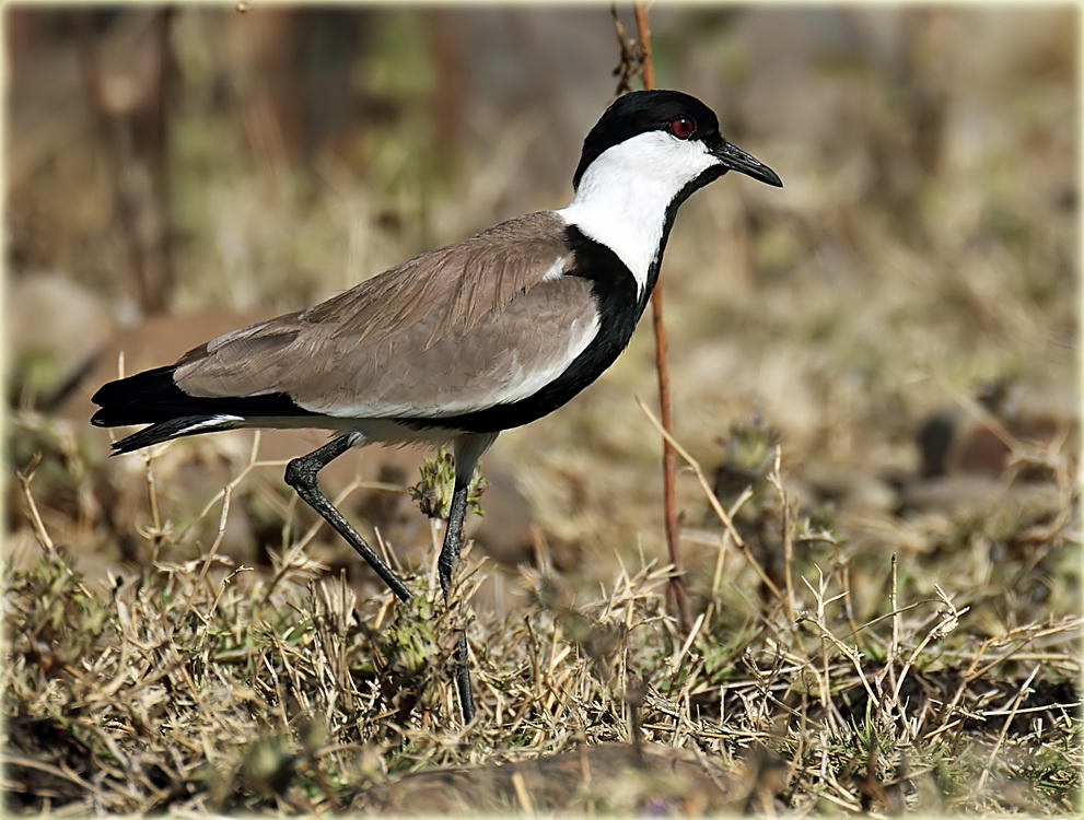 Plover Spur Winged