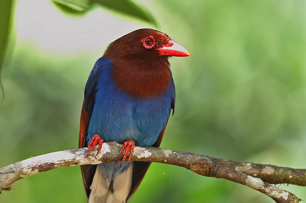 Ceylon Blue Magpie