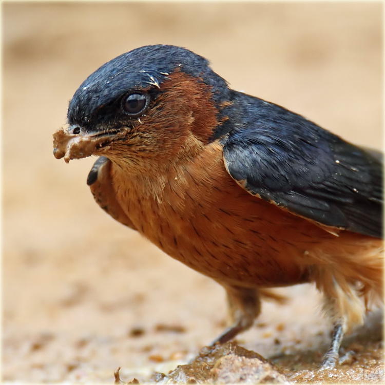 Ceylon Swallow