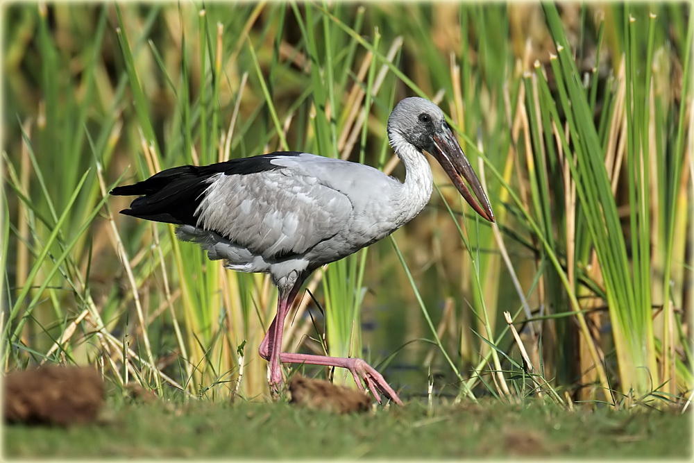 Asian Openbill