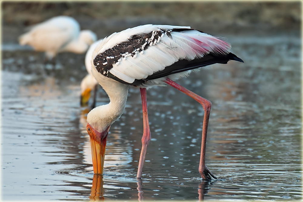 Painted Stork