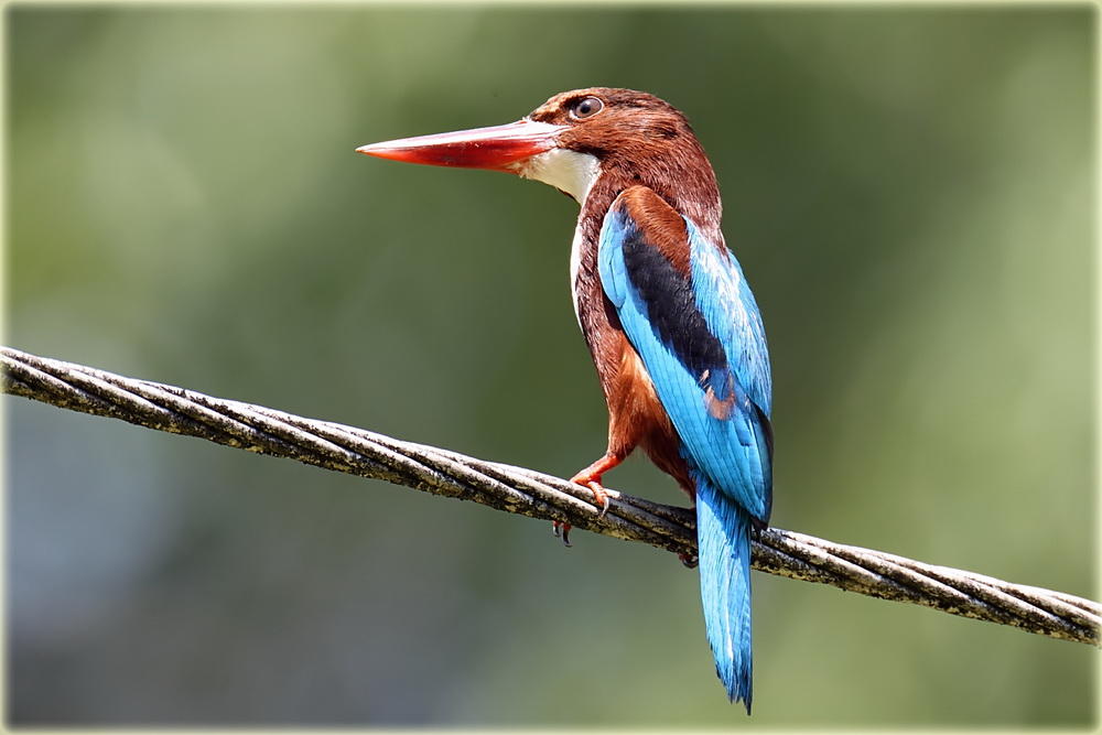 White Throated Kingfisher