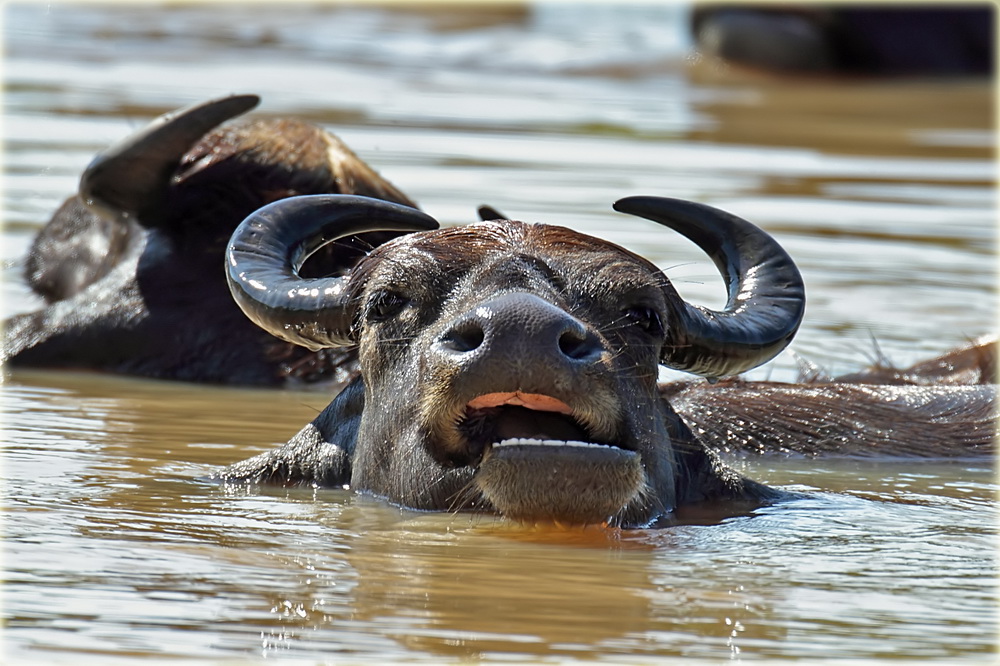 Water Bufalo