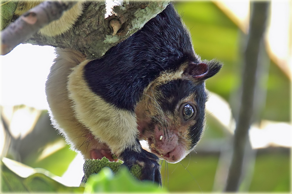 Grizzled Giant Squirrel