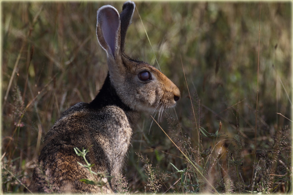 Hare