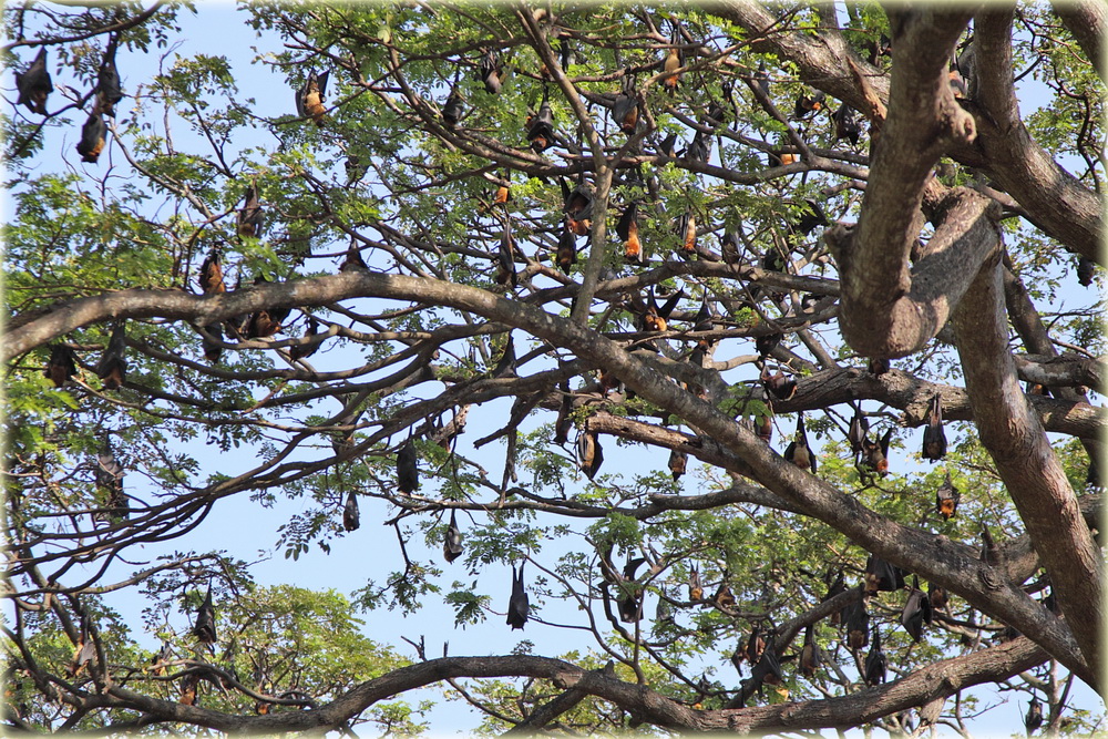 Flying Fox Bats in Tree