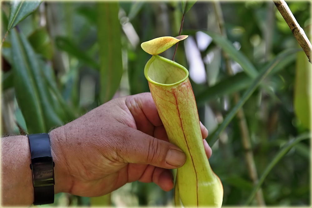 Pitcher Plant_resize.jpg