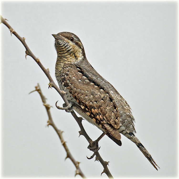 Wryneck