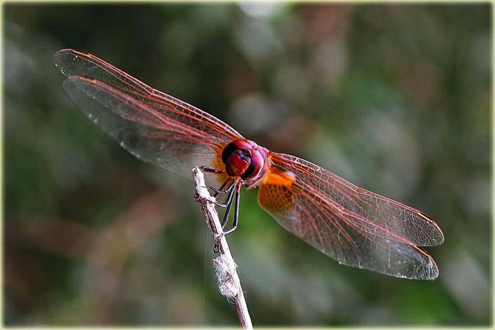 Dragonfly