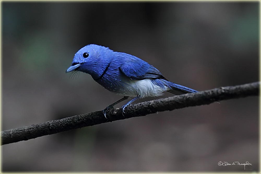  Black Naped Monarch