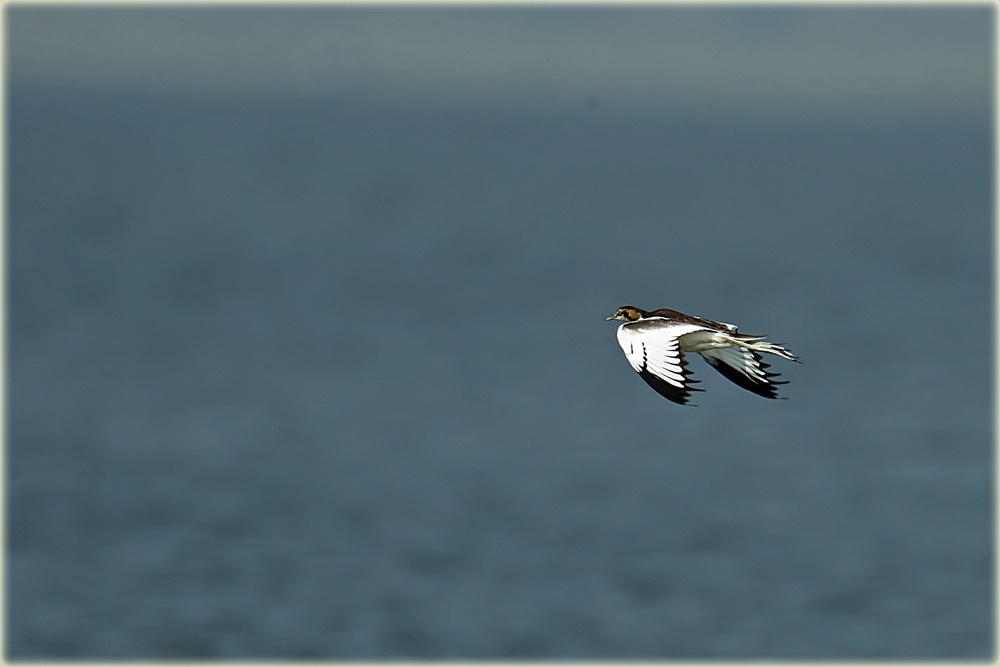 Pheasant Tailed Jacana 