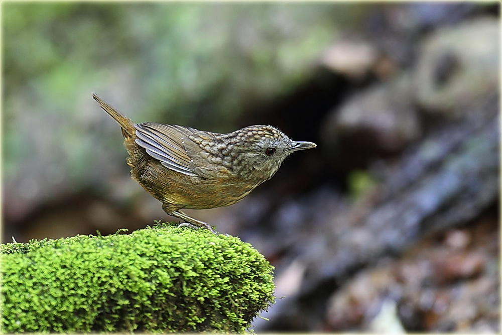 Steaked Wren Babbler  