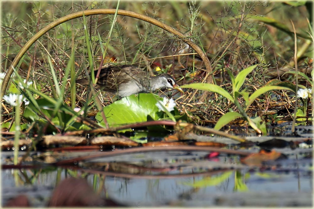 White Browed Crake 