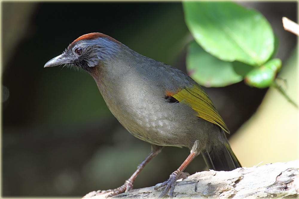 Chestnut Crowned Laughingthrush.jpg