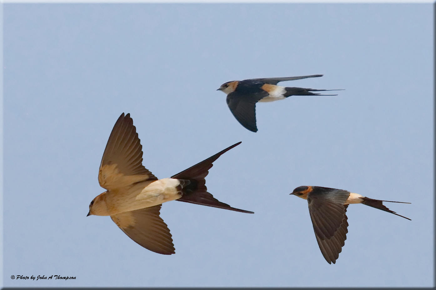 Red-Rumped Swallow Montage
